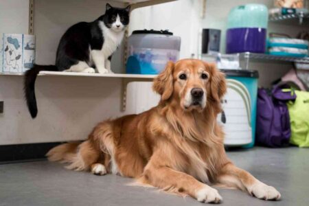 Chiens en attente d’adoption dans un espace refuge, représentative des missions de Nos drôles de pattes
