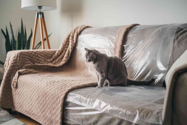 Chat avec une couverture de protection sur le canapé