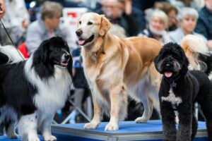 Trois chiens de race posant sur un ring d’exposition canine devant un public attentif, à l’occasion d’un concours international.