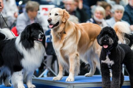 Trois chiens de race posant sur un ring d’exposition canine devant un public attentif, à l’occasion d’un concours international.