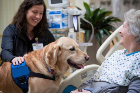 Golden retriever en gilet d’assistance apportant du réconfort à une patiente hospitalisée