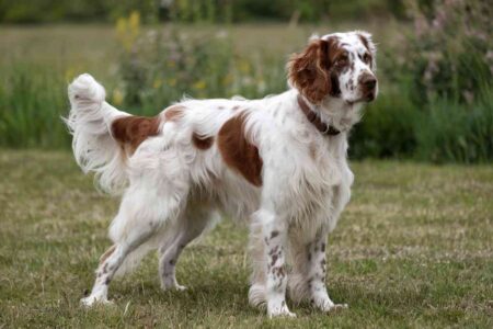 Chien de race setter anglais au pelage blanc et brun, debout sur l’herbe dans un espace naturel