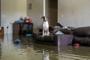 Chien et mobilier dans une maison inondée en Dordogne, scène illustrant les conséquences des intempéries sur les animaux domestiques