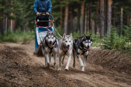 Attelage de chiens de traîneau courant à pleine vitesse sur un sentier forestier, lors d’une démonstration de mushing terrestre.