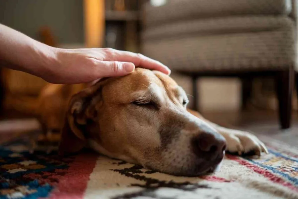 Main humaine caressant la tête d’un chien couché, yeux fermés, dans un intérieur chaleureux