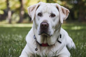 « Jamais de Labrador » : un vétérinaire brise le mythe sur cette race adorée des Français « Jamais de Labrador » un vétérinaire brise le mythe sur cette race adorée des Français