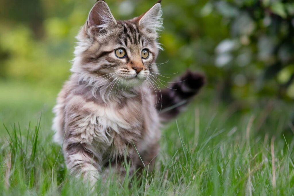 Jusqu’où va vraiment le territoire de votre chat ? (et pourquoi il le défend autant)