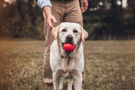 Ces chiens qui libèrent la parole des enfants réservés