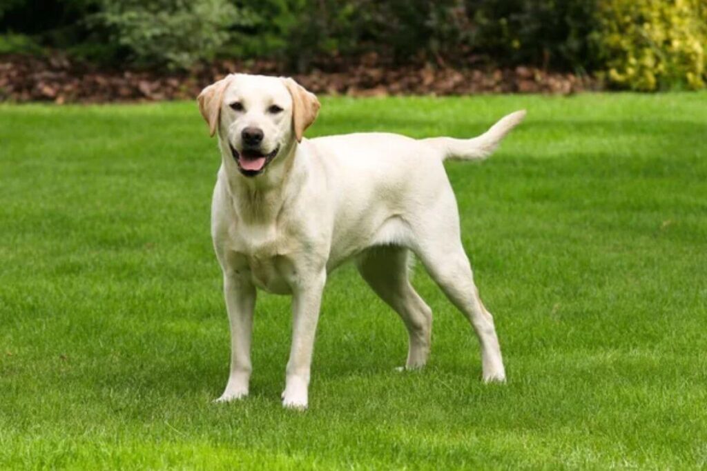 Les 4 races de chiens les plus fidèles : qui est votre meilleur ami à quatre pattes ?