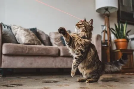 Laser et chat jeu fun ou stress caché