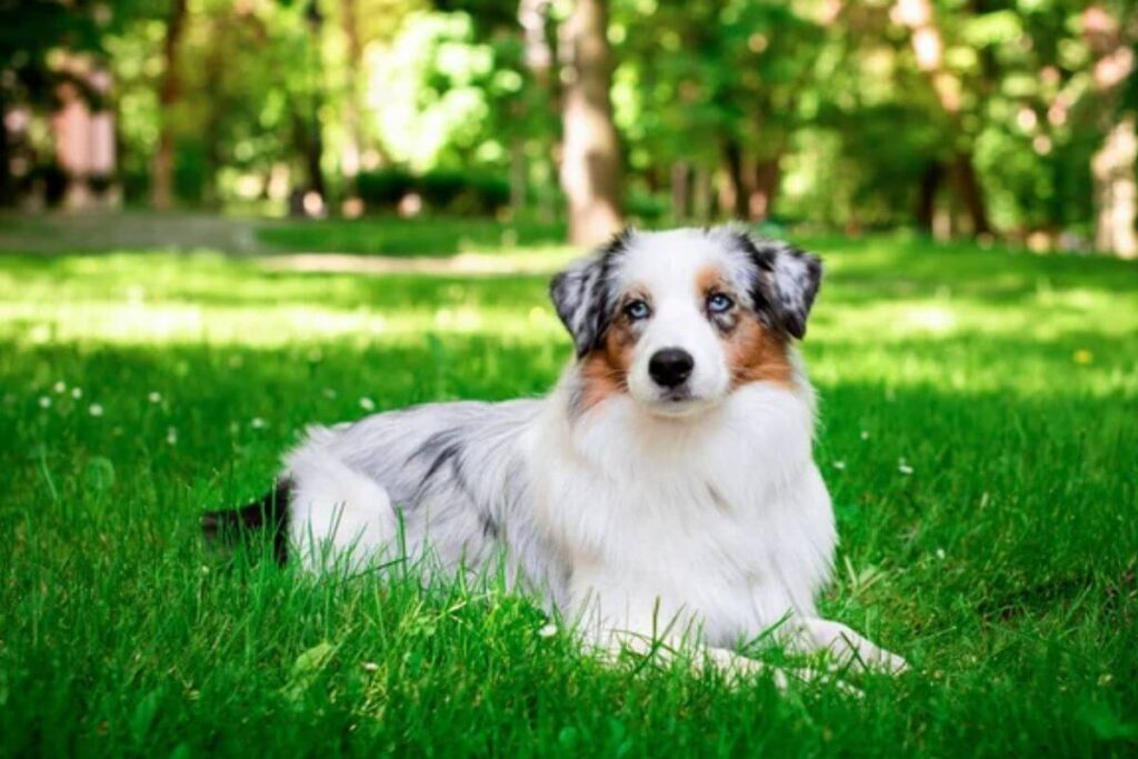 Les 4 races de chiens les plus fidèles : qui est votre meilleur ami à quatre pattes ?