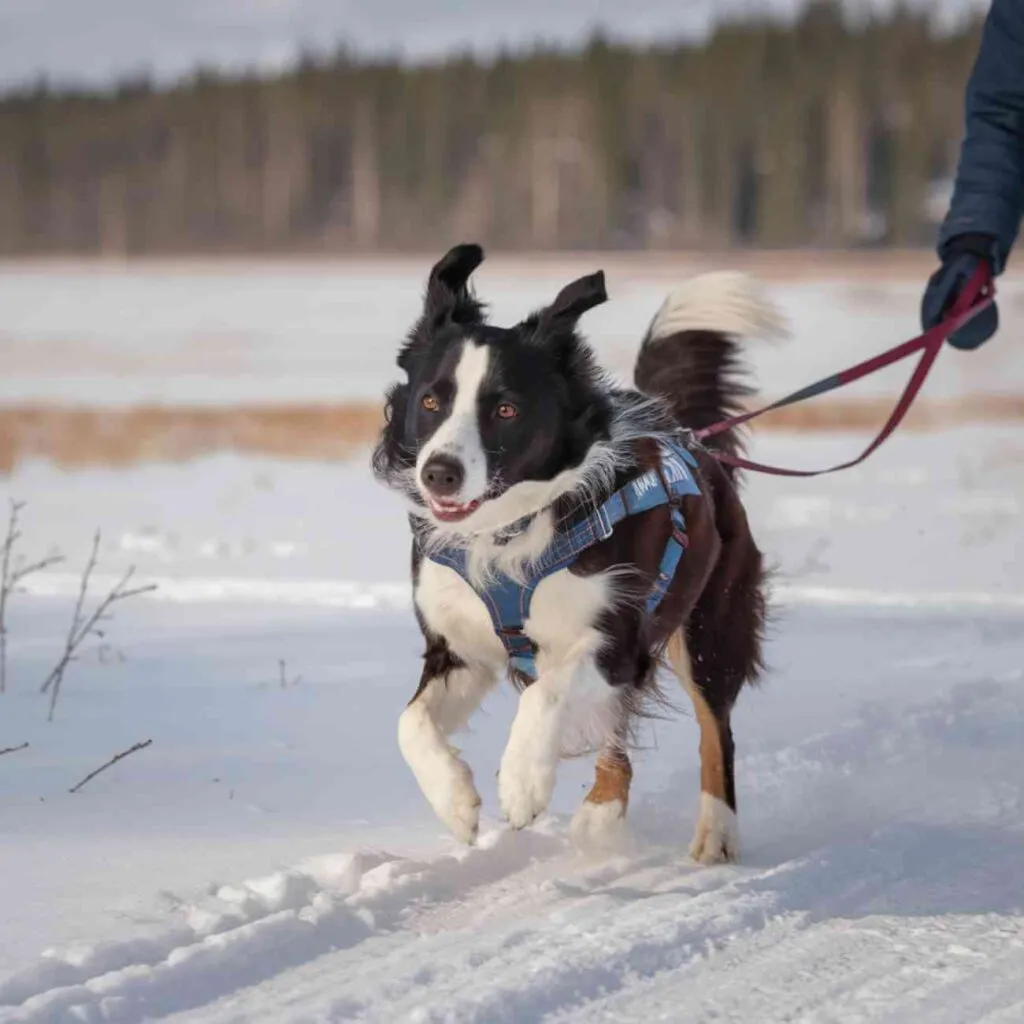 Canicross, VTT… Ces chiens vont plus vite que vous