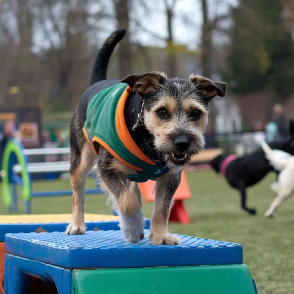 Taille mini, énergie maxi : les chiens les plus sportifs