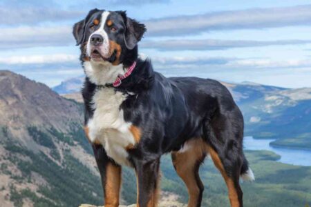 Cohabitation XXL : ces grands chiens parfaits pour les familles