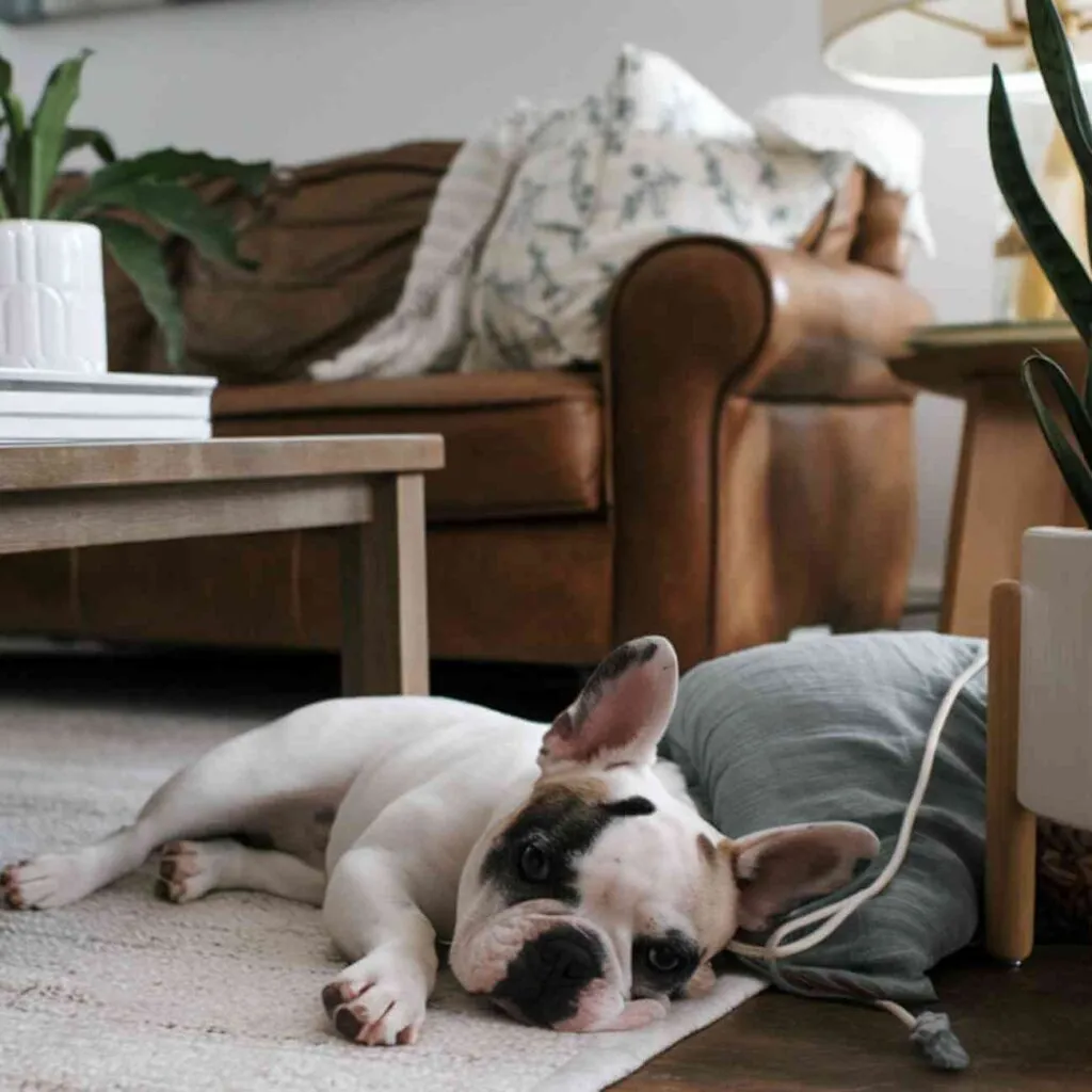 Fatiguée ? Ces chiens dorment (presque) toute la journée avec vous