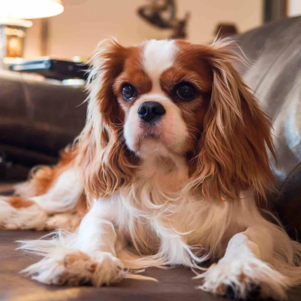 Fatiguée ? Ces chiens dorment (presque) toute la journée avec vous
