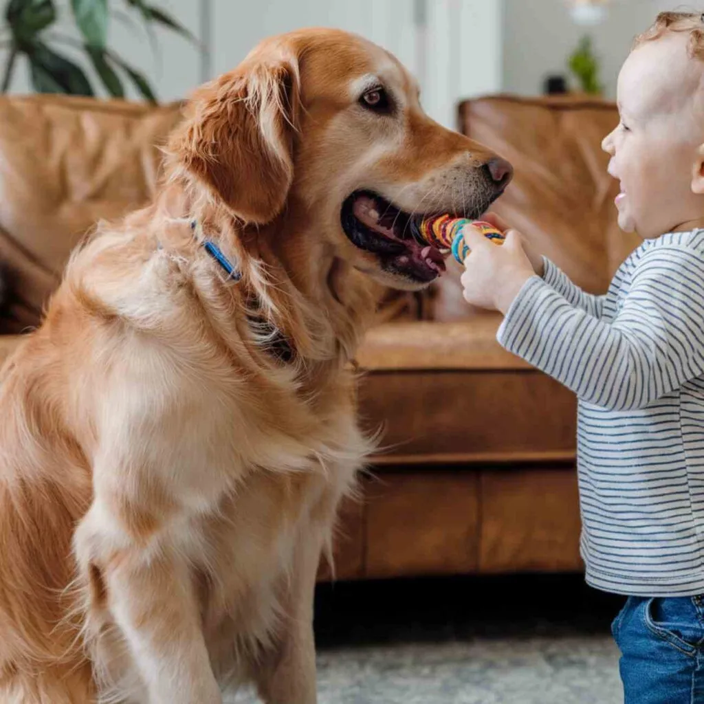 Ces chiens qui protègent vos enfants comme une nounou