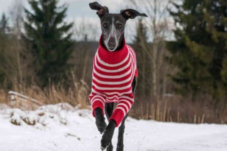 Canicross, VTT… Ces chiens vont plus vite que vous