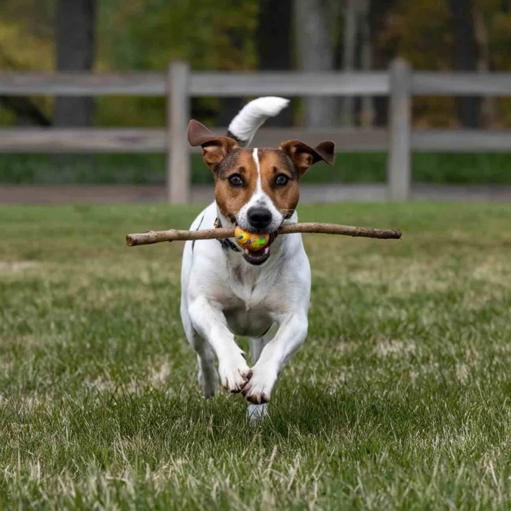 Taille mini, énergie maxi : les chiens les plus sportifs