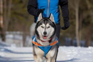 Ces chiens qui vous suivent là où les autres abandonnent