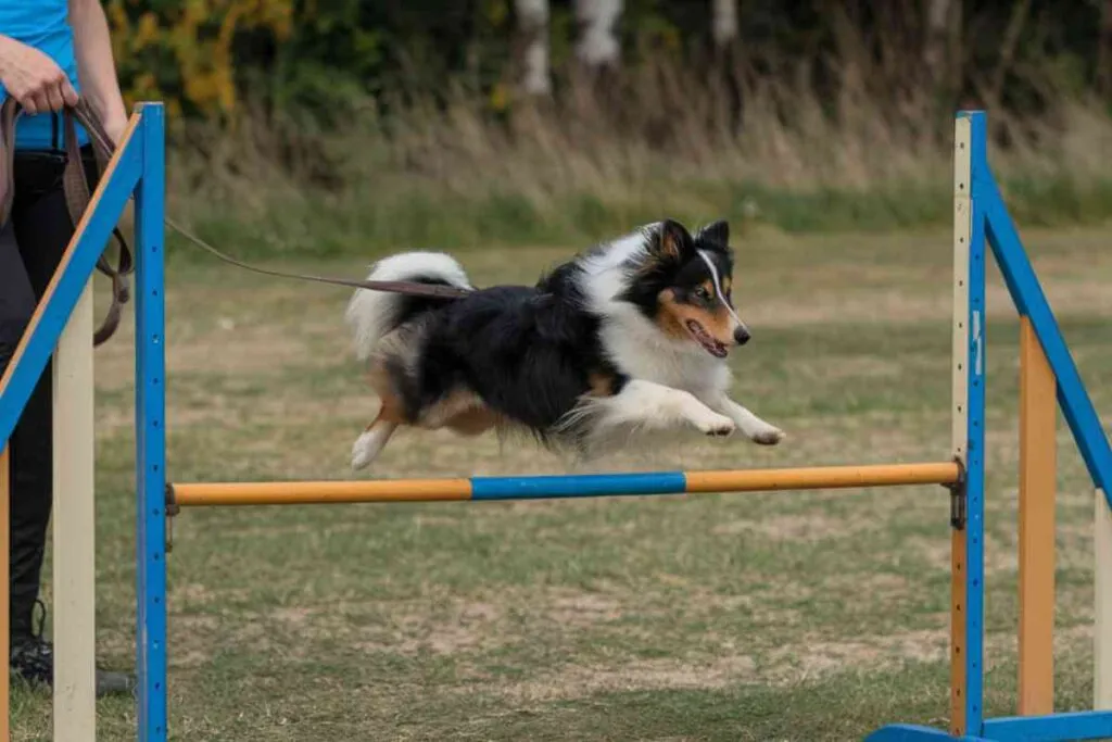 Taille mini, énergie maxi : les chiens les plus sportifs