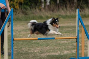 Taille mini, énergie maxi : les chiens les plus sportifs