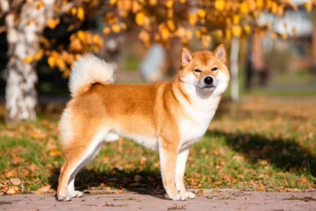 Les 4 races de chiens les plus fidèles : qui est votre meilleur ami à quatre pattes ?
