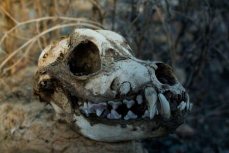 Le mystère du chien préhistorique soigné puis tué, ce squelette nous éclaire sur les débuts de la domestication !