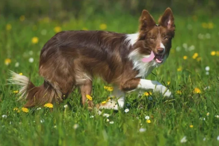 Les 4 races de chiens les plus fidèles : qui est votre meilleur ami à quatre pattes ?