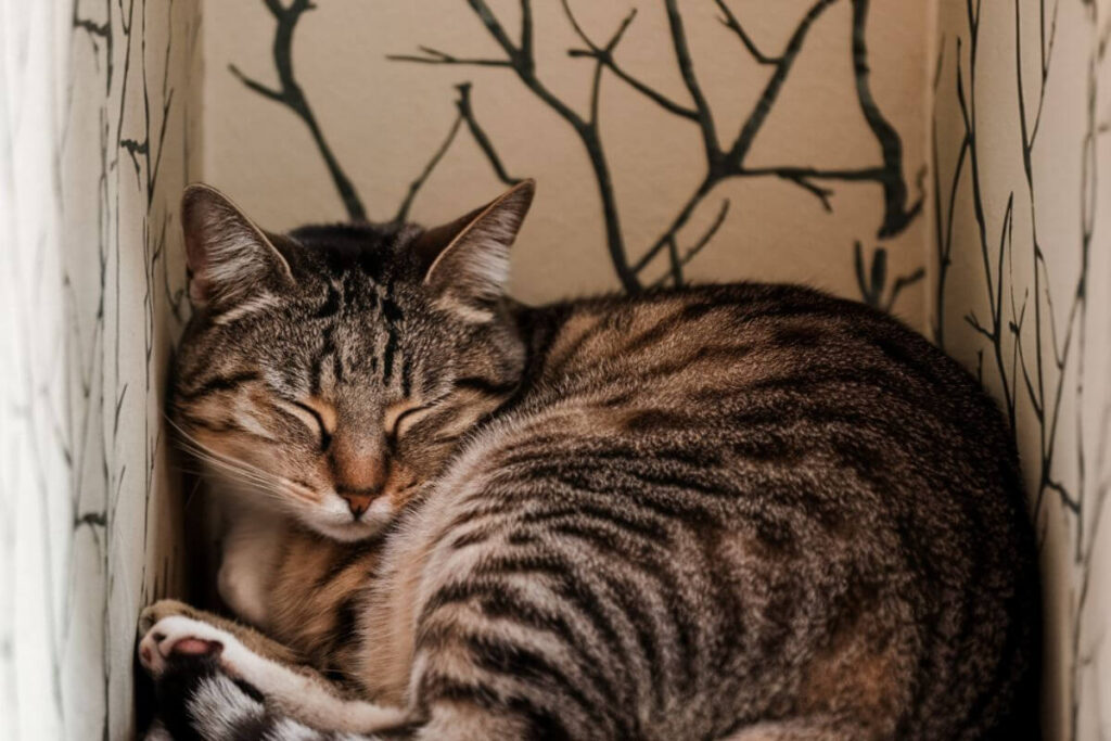 Les habitudes de sommeil des chats  pourquoi votre chat choisit-il toujours un endroit particulier pour dormir 