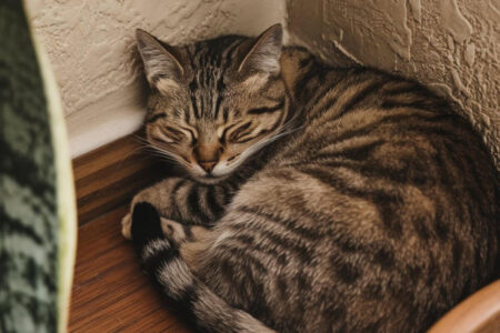 Les habitudes de sommeil des chats pourquoi votre chat choisit-il toujours un endroit particulier pour dormir