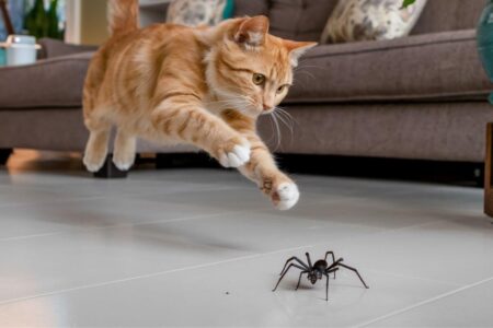 Les insectes peuvent-ils nuire à votre chat ? Les risques méconnus