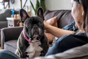 Les races de chiens qui ont un besoin vital de contact physique quotidien