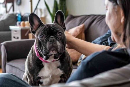 Les races de chiens qui ont un besoin vital de contact physique quotidien
