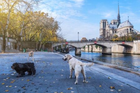 Les villes où il fait bon vivre avec un chien en 2025 découvrez les champions !
