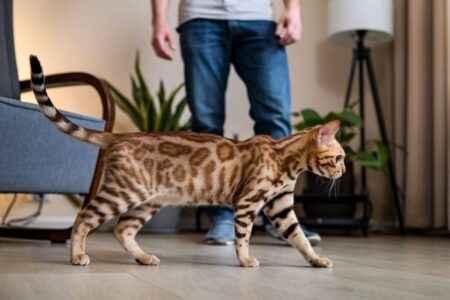 L'extraverti, ce chat dynamique qui met de la vie dans votre maison !