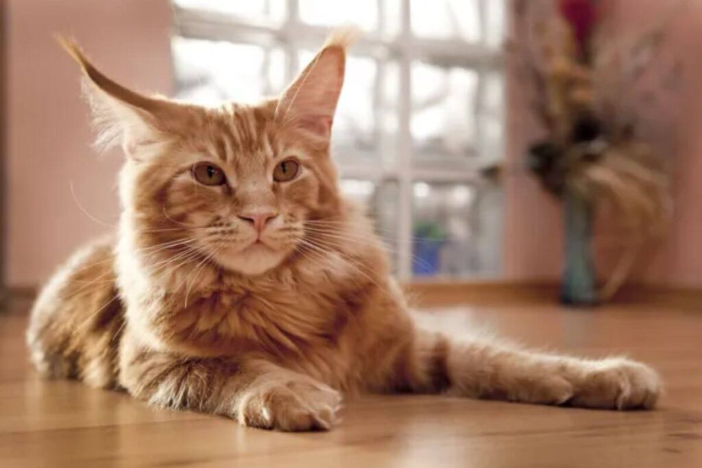 Un chat intelligent et facile à éduquer ? Voici les races qui vous surprendront !