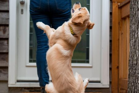 Mon chiot est surexcité faut-il s'inquiéter ou simplement canaliser