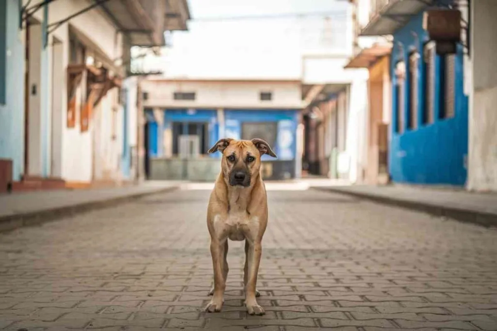 Un chien errant marche seul dans une rue déserte et colorée
