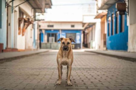 Un chien errant marche seul dans une rue déserte et colorée