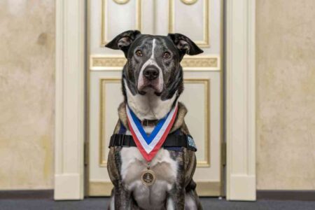 Chien assis portant une médaille symbolique
