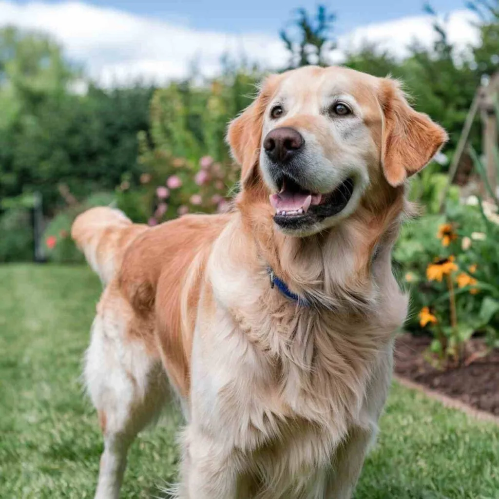 Golden Retriever joyeux courant sur l’herbe au printemps, symbole de vitalité canine en avril.