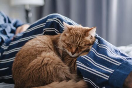 Pourquoi votre chat dort à vos pieds (et ce que ça veut vraiment dire)