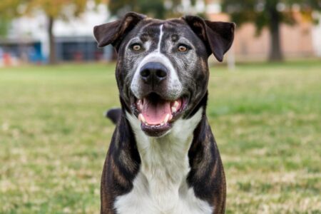 Que faire si votre chien mord quelqu’un pour la première fois