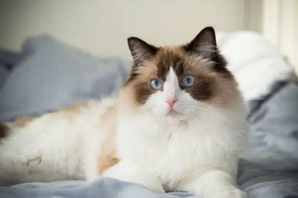 Un chat intelligent et facile à éduquer ? Voici les races qui vous surprendront !