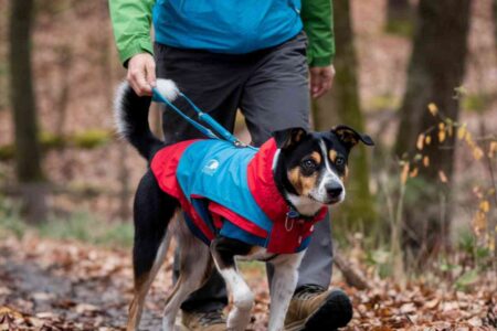 Rando, dénivelé, grand air : ces chiens qui ne vous lâcheront jamais