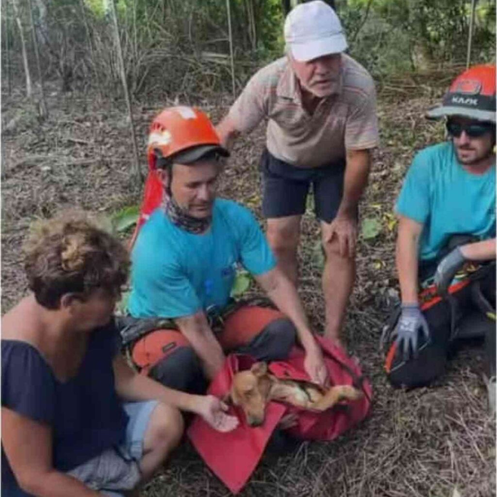 Salazie : sauvetage réussi pour Taigo, l'un des deux chiens bloqués au pied d'une falaise – Matteo reste introuvable 1 Salazie sauvetage reussi pour Taigo lun des deux chiens bloques au pied dune falaise – Matteo reste introuvable