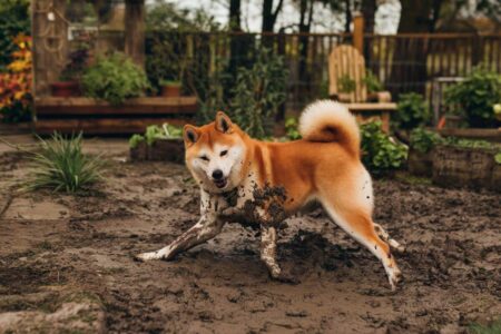 Shiba inu 7 idées reçues à oublier d'urgence (ou pas)