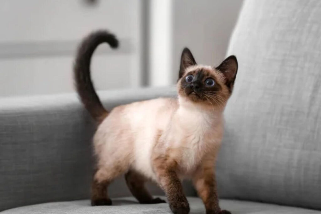 Un chat intelligent et facile à éduquer ? Voici les races qui vous surprendront !