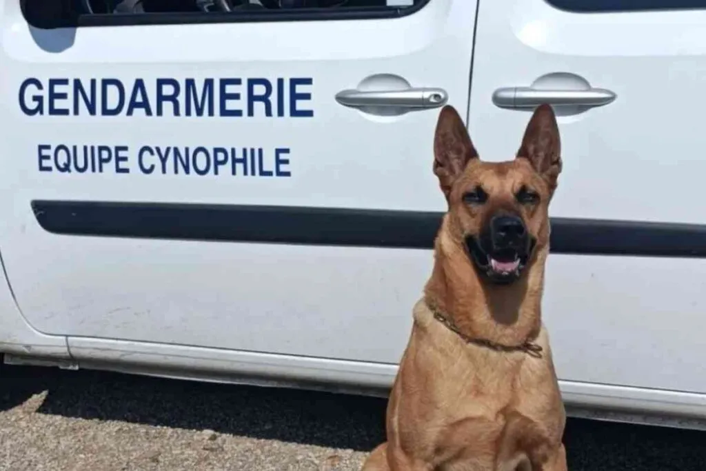 Chien malinois assis devant un véhicule de la gendarmerie, en tenue d’intervention